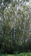 Populus alba (White poplar) - as part of the floodplain forest by the Danube