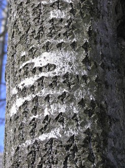 Populus tremula (Aspen poplar) - the middle part of the trunk with rhombic slenticels