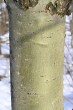 Populus tremula (Aspen poplar) - bark