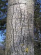 Populus tremula (Aspen poplar) - - the middle part of the trunk