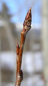 Populus tremula (Aspen poplar)