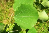 Populus tremula (Aspen poplar) - top side