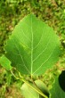 Populus tremula (Aspen poplar) - top side