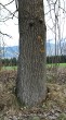 Populus tremula (Aspen poplar) - lower part of the trunk