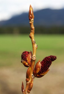 Populus tremula (Aspen poplar) - developing male (♂) catkins