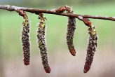 Populus tremula (Aspen poplar) - female (♂) catkins