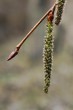 Populus tremula (Aspen poplar) - ♀ catkins