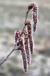 Populus tremula (Aspen poplar) - female (♂) catkins