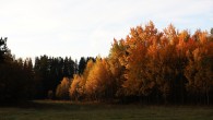 Populus tremula (Aspen poplar) - aspen grove from root sprouts