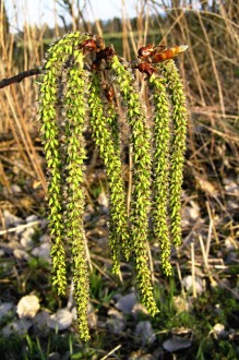 Populus tremula (Aspen poplar) - capsules grouped into star-shaped fruits