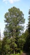 Populus tremula (Aspen poplar) - estuary of the Tichá and Kôprová valleys, High Tatras (approx. 890 m above the sea level)