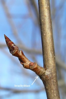 Populus tremula (Aspen poplar) - brachyblast