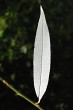 Salix alba (White willow) - underside