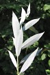 Salix alba (White willow) - twig with leaves