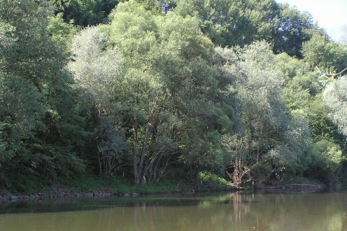 Salix alba (White willow) - - riparian vegetation with white willow near the Váh River