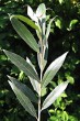 Salix alba (White willow) - twig with leaves