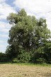 Salix alba (White willow)