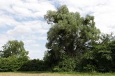 Salix alba (White willow) - Hlohovec pond, South Moravia, Czechia