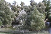 Salix alba (White willow) - as the part of floodplain forests by the Danube