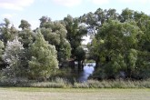 Salix alba (White willow) - as the part of floodplain forests along the Danube together with white poplar (Populus alba)