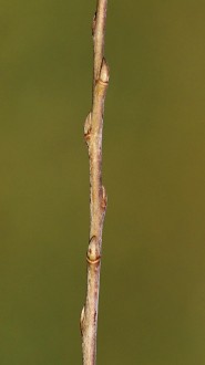 Salix alba (White willow)