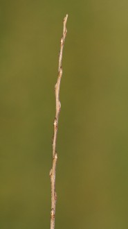 Salix alba (White willow) - annual shoot (annual growth)