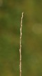 Salix alba (White willow) - arrangement of buds by spiral