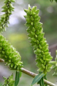 Salix alba (White willow) - capsules grouped into star-shaped broods