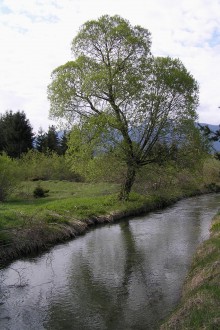 Salix fragilis (Brittle willow)