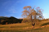 Salix fragilis (Brittle willow) - the foot of the Western Tatras