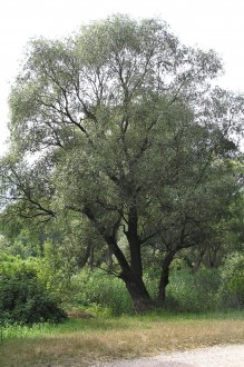 Salix alba (White willow)