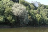 Salix alba (White willow) - as the part of the riparian vegetation of the Váh River