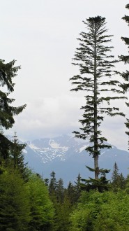 Abies alba (white fir) - at an older age it creates the so-called stork nest (slows down the height gain)