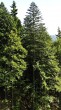 Abies alba (white fir) - as part of the stand