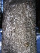 Abies alba (white fir) - ross (lower part of the trunk)