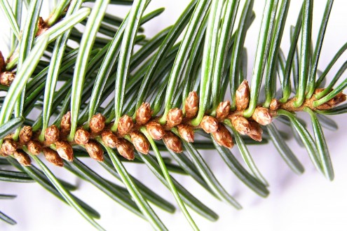 Abies alba (white fir) - ♂ cones (autumn)