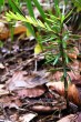 Abies alba (white fir) - a three-year-old seedling with the first lateral shoot