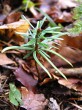 Abies alba (white fir) - a two-year-old seedling