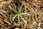 Abies alba (white fir) - a seedling with cotyledonous leaves that have two strips of light stomata on the upper side