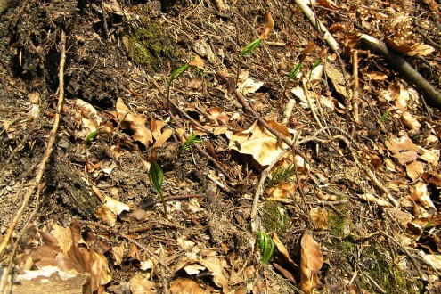 Abies alba (white fir) - a group of germinated seedlings