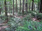 Abies alba (white fir) - rejuvenation of fir under the mother stand