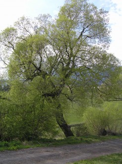 Salix fragilis (Brittle willow)