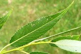 Salix fragilis (Brittle willow) - Upper side