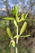 Salix fragilis (Brittle willow) - female (♀) catkins