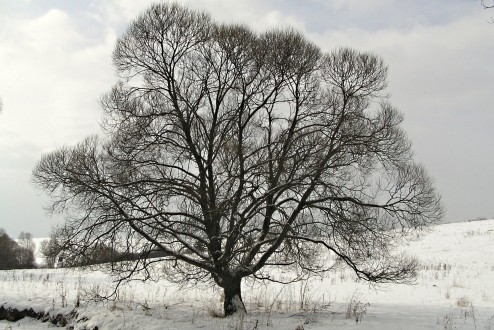 Salix fragilis (Brittle willow) - as a landscape element