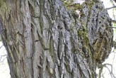 Salix fragilis (Brittle willow) - coarsely netlike cracked bork