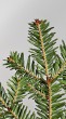 Abies alba (white fir) - Buds