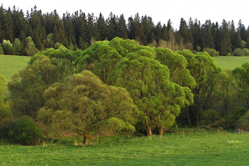 Salix fragilis (Brittle willow) - willow growth  on the bank of the river (Dovalovec stream - Horny Liptov)