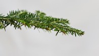 Abies alba (white fir) - needles on shaded branches are arranged in two rows - flat