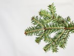 Abies alba (white fir) - needles from the underside